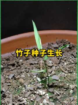 竹子的种子要种多久才能长大？