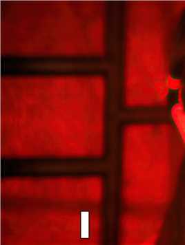 《红高粱》1/3改编自莫言中篇小说，张艺谋导演初期作品！#影视解说 