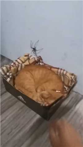 宠物猫捉大蜘蛛 #猫咪