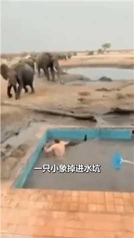 两个男人救助落水小象，遭到象妈妈暴力驱逐 #大象