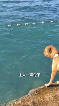 宠物狗跳海找石头 #宠物狗