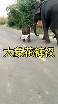 大象不喜欢粉色衣服