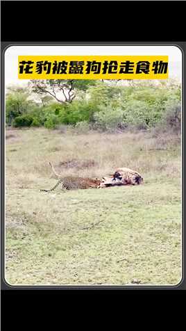 花豹辛苦捕获到猎物，结果硬生生被鬣狗夺走了