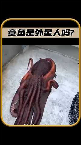 章鱼真的是外星人吗#新知创作人 #天猫双11省学指南