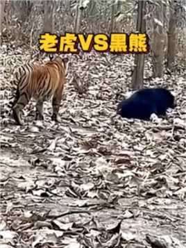 老虎偷偷摸摸的想偷袭黑熊，结果被黑熊吓了一大跳