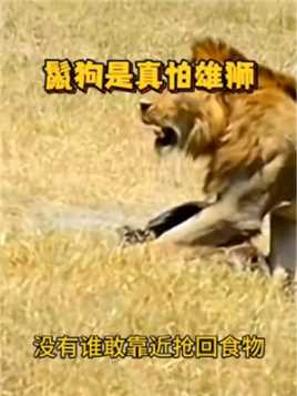 鬣狗对雄狮的恐惧是刻在骨子里的