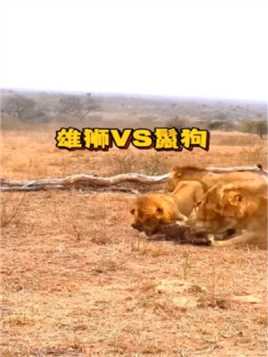 鬣狗是真的怕雄狮，被雄狮教训都不敢还手精彩集锦