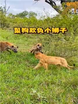 狮子偷吃花豹食物，不会上树的鬣狗欺负小狮子，才获得食物
