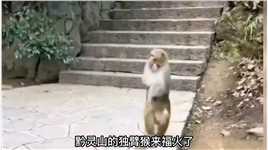 独臂猴“来福”火了，每天两头跑就为了吃口饭 #搞笑 #猴子成精 #动物成精 #猴子.mp4

