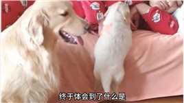 狗妈妈将孩子送给人类，希望它能过的更好 #泪目 #忠犬 #动物救助.mp4

