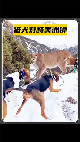 猎犬追捕美洲狮，双方展开强烈对峙