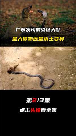 蛇獴到底有多猛？见到蛇就要攻击，即便不饿也要将其折磨致死！#动物科普#野生动物#蛇獴 (2)
