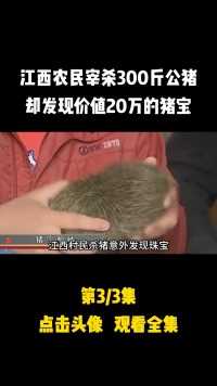 江西农民宰杀300斤公猪，却发现价值20万的猪宝，专家：一文不值#猪宝#奇闻异事#杀猪 (3)