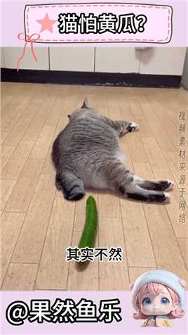猫咪真的会害怕黄瓜吗？