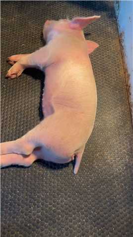 小猪宝快醒醒#小猪猪#养猪人