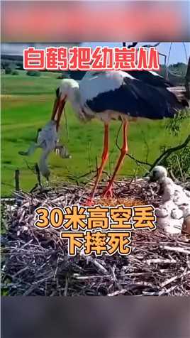 白鹤叼起自己的孩子，从30米高空抛下摔死，是什么让她行为如此怪异 #动物解说 #白鹤 #保护鸟类