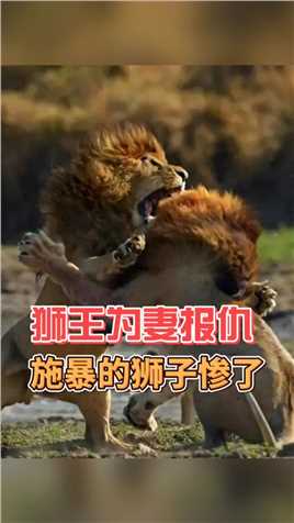 狮王的媳妇被欺负，狮王捕猎回归后，让欺负人的狮子付出惨痛代价 #动物解说 #狮子 #动物世界精彩集锦