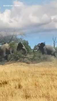 大象打起架来，真的像两台对轰的坦克啊！#动物#动物世界精彩集锦#大象