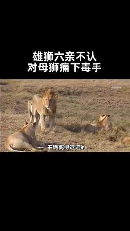 雄狮为了霸占猎物，竟硬生生咬断母狮的脊椎，狮群敢怒不敢言