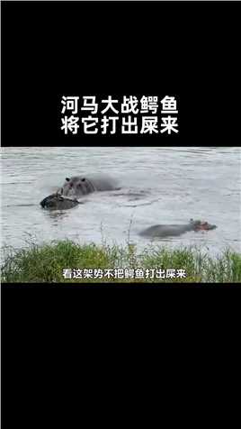 角马被鳄鱼拖入水中，河马路见不平拔刀相助，把鳄鱼给打出屎来