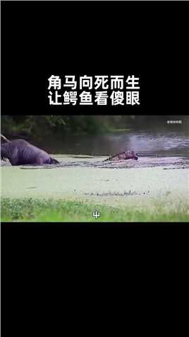 角马被鳄鱼偷袭咬住前肢，而它不仅没有挣扎，还主动走进水中送死11省学指南