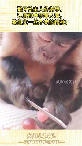 猴子给主人修指甲，认真的样子惹人爱，敬佩它一丝不苟的精神！