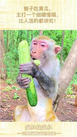 猴子吃黄瓜，主打一个细嚼慢咽，比人活的都讲究！