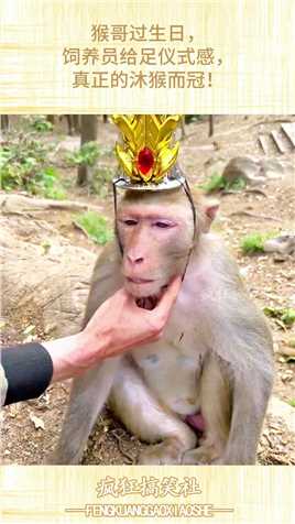猴哥过生日，饲养员给足仪式感，真正的沐猴而冠！