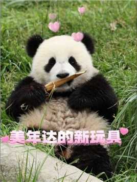 “美年达”的新玩具~ #大熊猫 #来这吸熊猫 #熊猫宝宝 #熊猫 #萌到爆炸了
