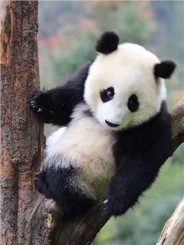 这慢悠悠的下树技巧很养眼#大熊猫#来这吸熊猫#国宝#熊猫宝宝#熊猫