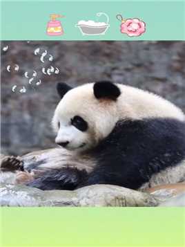 爱洗澡的“秀阳”宝宝#大熊猫#熊猫#来这里吸熊猫