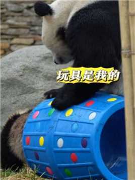 熊妈“蕊蕊”教子有方#大熊猫 #来这吸熊猫 #国宝 #熊猫宝宝 #熊猫