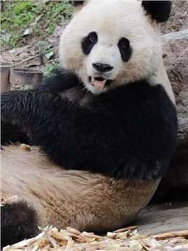 青青：大家好，有没有想我啊！#来这吸熊猫 #国宝 #熊猫宝宝 #熊猫 #熊猫果赖