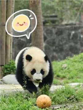 小南瓜，“豆伴”的最爱~ #大熊猫 #熊猫宝宝 #来这吸熊猫 #熊猫 #熊猫的生活有多惬意