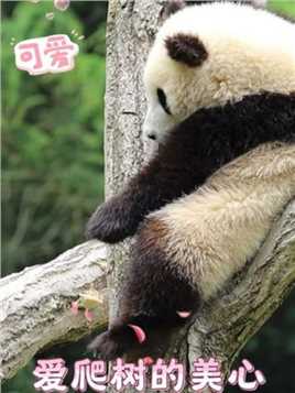 在树上吹吹风~ #大熊猫 #熊猫宝宝 #国宝 #熊猫 #春天适合吸熊猫