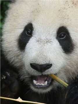 放大版檂檂，好可爱！ #大熊猫 #来这吸熊猫 #萌到爆炸了 #熊猫宝宝 #国宝