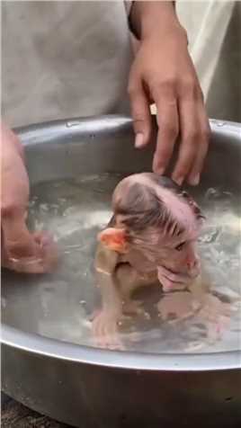 猴宝洗澡