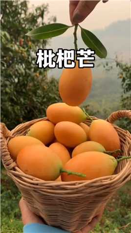 枇杷芒既不是枇杷也不是芒果，属于漆树科士打树属，跟芒果是表亲。


