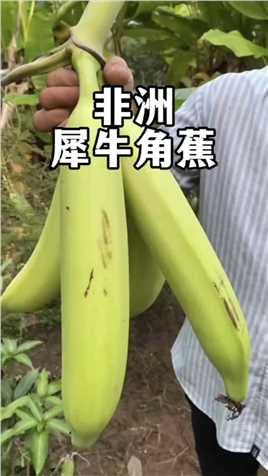 世界上最大的香蕉——犀牛角蕉。



