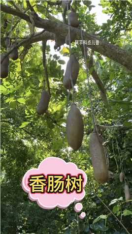香肠树：非洲奇葩水果香肠果，养活了非洲绝大多数生物。