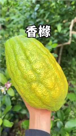 香橼也叫枸橼，柑橘家族的三大元老之一，非常古老的水果，可以直接吃也可以做闻香的摆件。