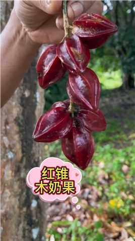 红锥木乃果：也是三丫果的一种，皮和果肉都可以吃，外表长得像红宝石，果肉酸甜多汁