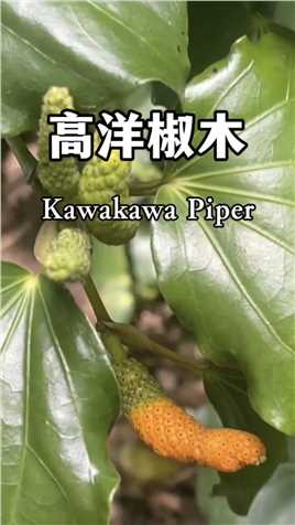 卡瓦卡瓦胡椒中文名叫高洋椒木，是新西兰独有的植物，浆果香甜多汁，根茎叶可入药。