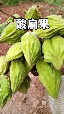 酸编果是毛车藤的果实，是云南南部非常受欢迎的野果，初食酸涩越吃越上头。

