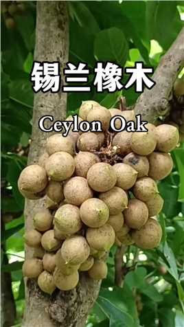 锡兰橡木果（Ceylon Oak）也叫做奥肯果（Oken Fruit），跟蜜莓、龙眼、荔枝是亲戚。