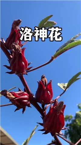 洛神花也叫玫瑰茄、红桃K，富含丰富花青素，被誉为“植物红宝石”。