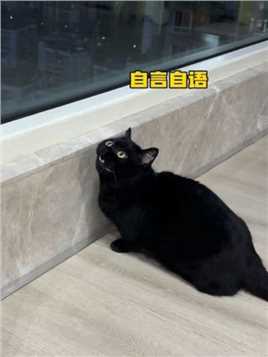 我家猫整天对着窗户奇怪的叫…居然是因为这个！ #黑猫 #带来幸运的黑猫 #招财猫 #反转