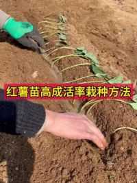 分享一个红薯苗开沟种植方法。 #红薯种植技巧 #种植小技巧 #红薯高产种植技术