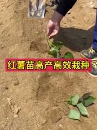 #红薯高产种植 水平栽种，埋5个节点覆土6厘米左右，瓜形均匀都是细条瓜，轻松达到高成活高产的方法#种植小技巧 #农业种植