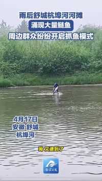 雨后杭埠河河床浅摊出现很多鲢鱼 周边群众纷纷开启抓鱼模式